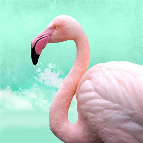 Funny, Bright Pink Flamingos in Front of Turquoise Cloud Sky Stock Photo - Image of landscape ...