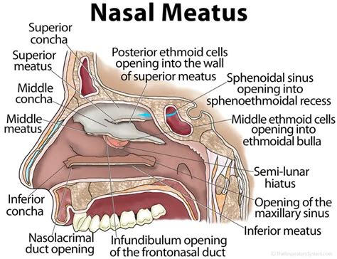 Nasal Meatus - The Respiratory System