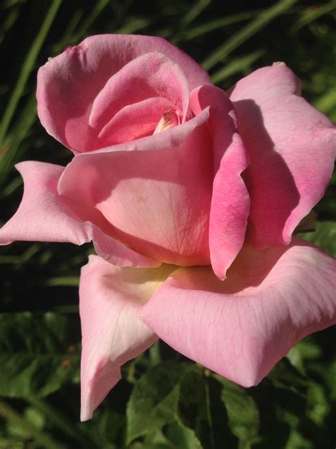 pink hybrid tea rose | Hybrid tea roses, Fragrant flowers, Beautiful roses