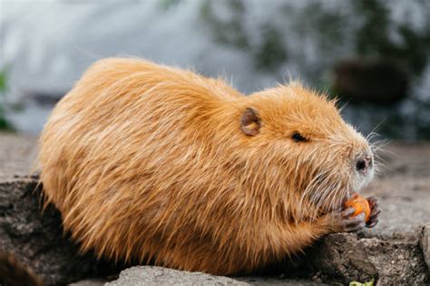 610+ Capybara Eating Stock Photos, Pictures & Royalty-Free Images - iStock