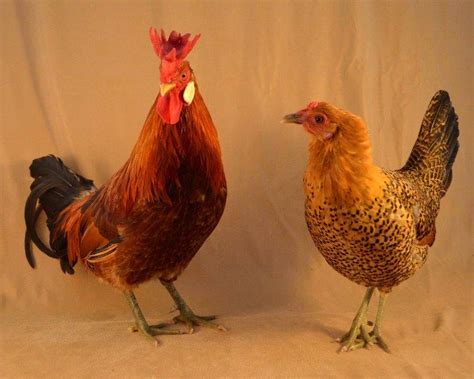 Buttercup Chicken - The Livestock Conservancy