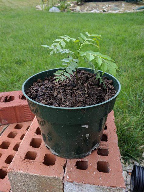 Organic curry leaf plant around 3 to 4 inch stem length | Etsy