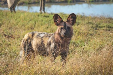 Hwange National Park Safari Guide: All You Need To Know