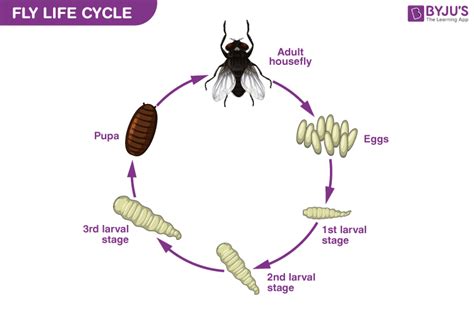 House Fly Life Cycle Time