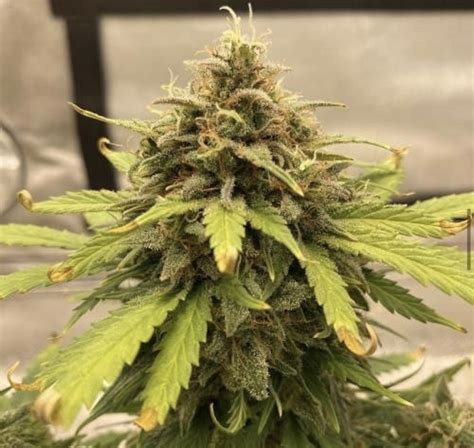 Best cannabis seeds for indoor growing - Discount Cannabis Seeds