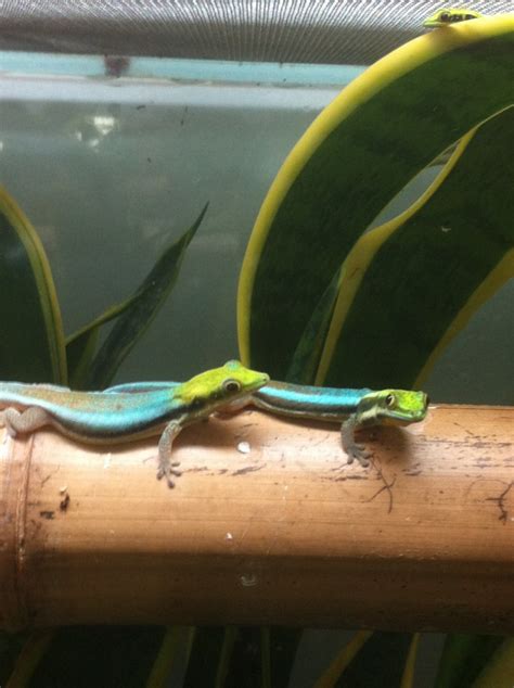 Phelsuma klemmeri: Neon Day Gecko – PAIR | Phelsuma Farm