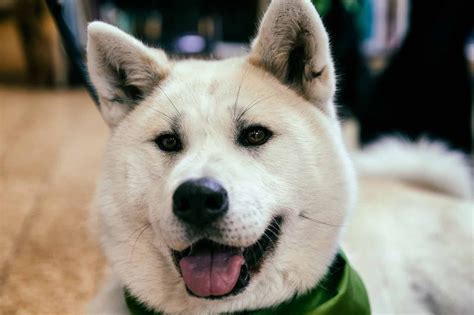 Akira dog Portrait | Akita puppies, Akita dog, Dogs