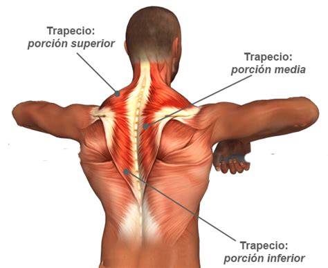 El Músculo Trapecio - Centro Fisioterapia Segovia - Clínica Senso