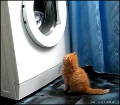 washing machines gifs | WiffleGif