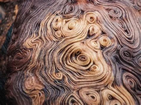 New Technique: Invading Tree Ring Acrylic Pouring | Burled wood, Tree burl, Burl