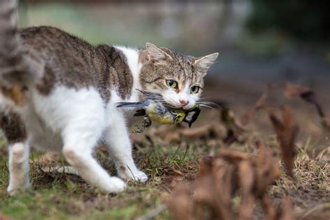 Why De-sexing your Cat is the Environmentally Responsible Thing to Do - Vets on Balwyn