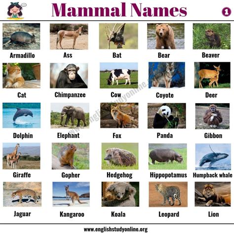 Mammals 20 Wild Animals Name - Dogs And Cats Wallpaper