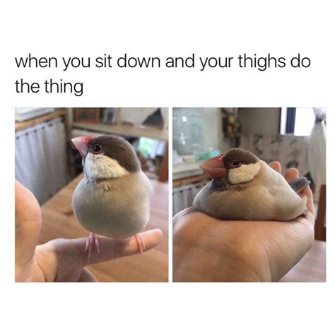 when you sit down and your things do the thing fat bird | Got memes, Funny quotes, Funny pictures