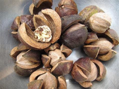 Hickory, Mockernut - Wildfoods 4 Wildlife