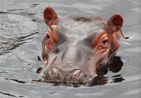 Hippopotamus Amphibius in Nature Habitat in Africa Stock Image - Image of wilderness, reserve ...