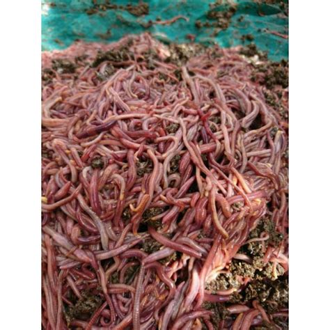 Jual Cacing Tanah Lumbricus 1 KG Bisa COD | Shopee Indonesia