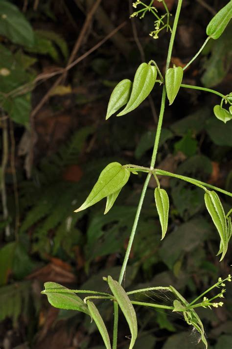 Rubia cordifolia (Rubiaceae) image 78096 at PhytoImages.siu.edu