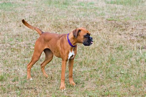 Boxer Dog Free Stock Photo - Public Domain Pictures