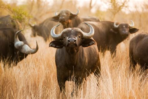 Buffalo buffalo Buffalo buffalo buffalo buffalo Buffalo buffalo: Let’s Break Down What You Just ...