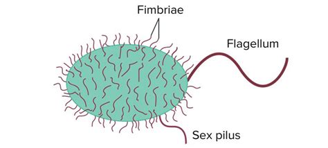 Image result for pili fimbriae flagella | Draw diagram, Diagram, Function diagram