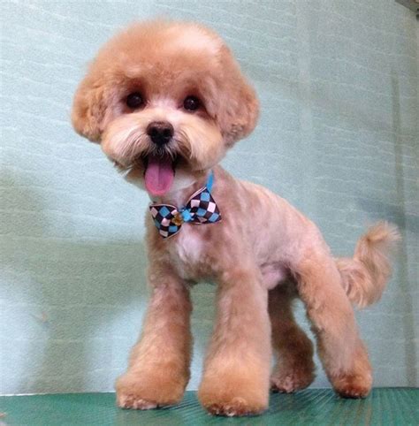 15 best maltipoo haircuts for your puppy – Artofit