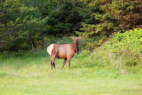 Or, Ecola State Park, Elk Photograph by Jamie and Judy Wild - Pixels