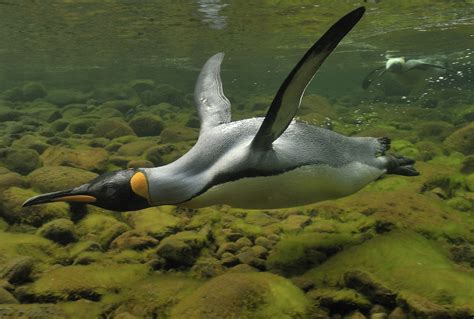 Climate change ‘a serious threat’ to king penguins, study warns - Carbon Brief