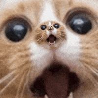 Scared Cats GIFs - Find & Share on GIPHY