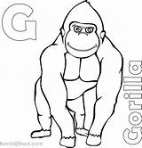 Gorilla Coloring Pages For Kids At GetDrawings  Free Download sketch template