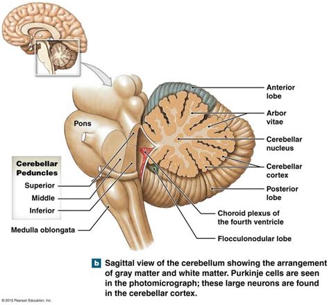 table showing the parts of the cerebellum and their functions, and figure showing the parts of ...