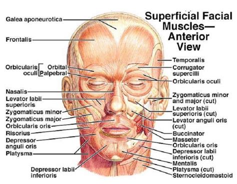 Anatomia da cabeça, Anatomia, Rosto