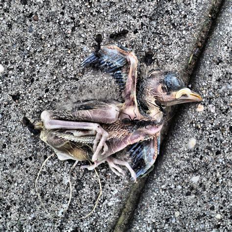 freshly dead baby bird - first wave of decomposers: ants | Flickr