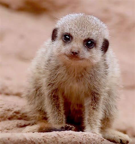 Meerkat pup - too cute for words | かわいい動物の赤ちゃん, 動物, 動物 かわいい