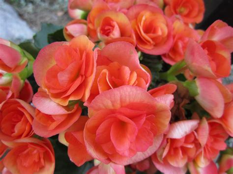 Free Images : blossom, petal, bloom, rose, pink, shrub, floristry, begonia, floribunda ...