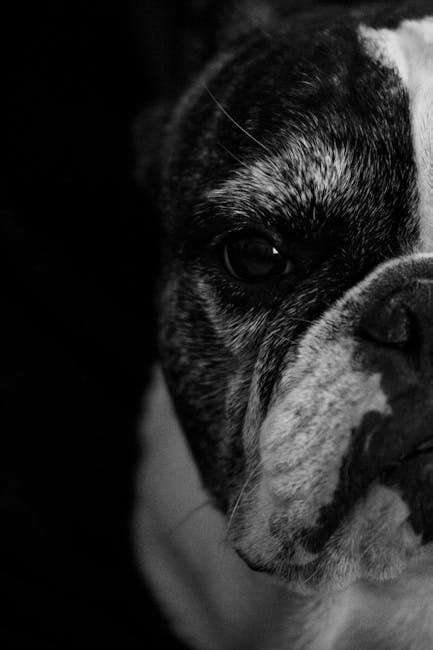 Free stock photo of bulldog, french bulldog, portrait photography