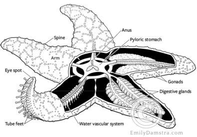 Sea star anatomy - Emily S. Damstra