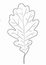 Oak Leaf coloring page  Free Printable Coloring Pages sketch template