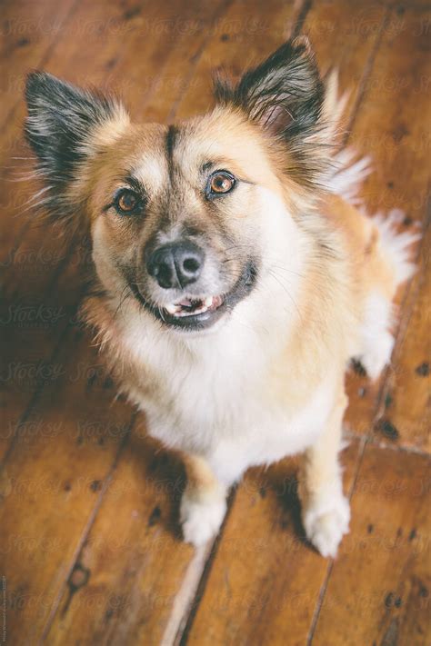 "Portrait Of A Cute Dog Looking Up At Camera" by Stocksy Contributor "Juno" - Stocksy