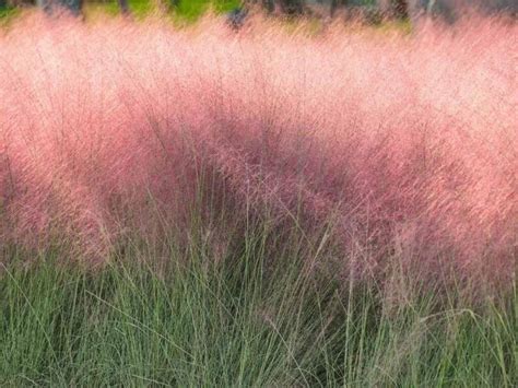 Pink Muhly Grass: the Prettiest Native Grass! - Native Backyards