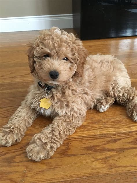 Meet ESPN, 9 weeks old Mini F1B Goldendoodle | Mini goldendoodle, Goldendoodle, F1b goldendoodle