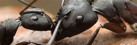 Macro Photography Inspiration: Interesting Ants' Photos | Naldz Graphics
