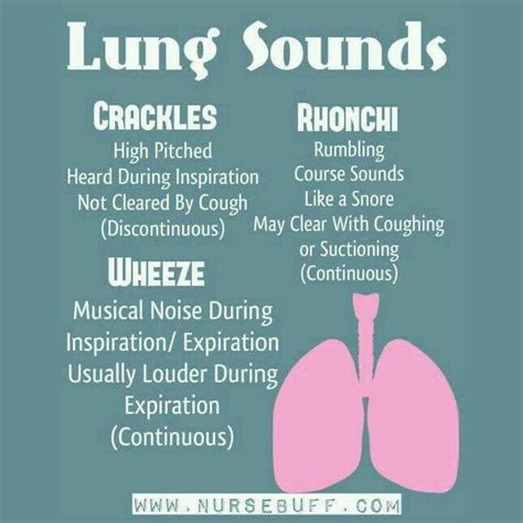 Lung Sounds | Lung sounds, Breath sounds, Nursing notes