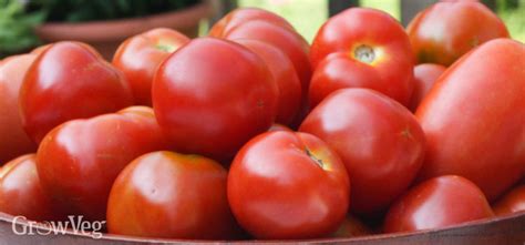 Blight-Resistant Tomato Varieties Worth Growing