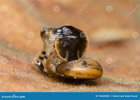 Firefly Beetle Larvae Feeding On Snail Stock Photo | CartoonDealer.com ...