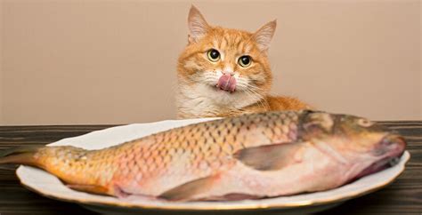 Can Cats Eat Fish? | PetPost Australia