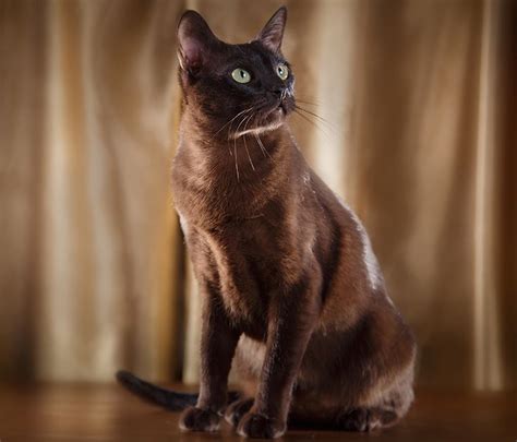 a brown cat sitting on top of a wooden floor