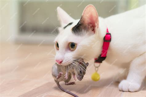 Premium Photo | Domestic cat carrying small rodent rat in house, white cat catching a mouse.