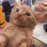 Orange Kitten Flash GIF - Orange kitten Flash Woke up - Discover & Share GIFs