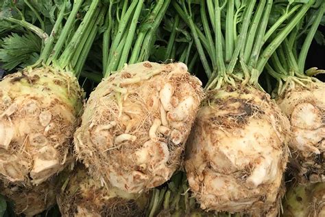 How to Grow Celeriac (Celery Root) | Gardener’s Path