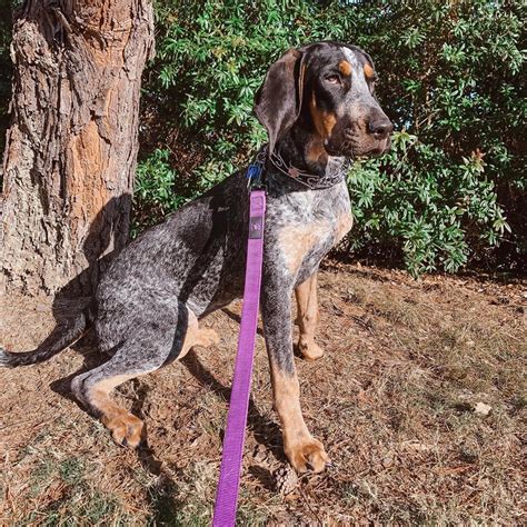 Blue Tick Hound Lab Mix Puppies For Sale